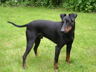 TERRIER DE MANCHESTER